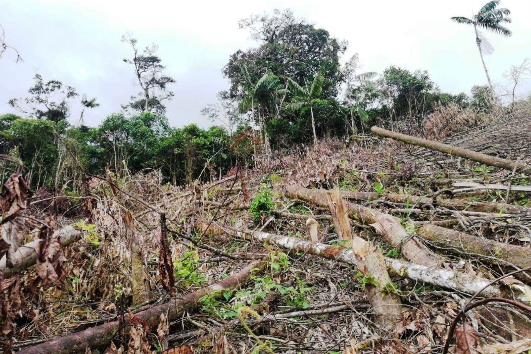 deforestación San Martín