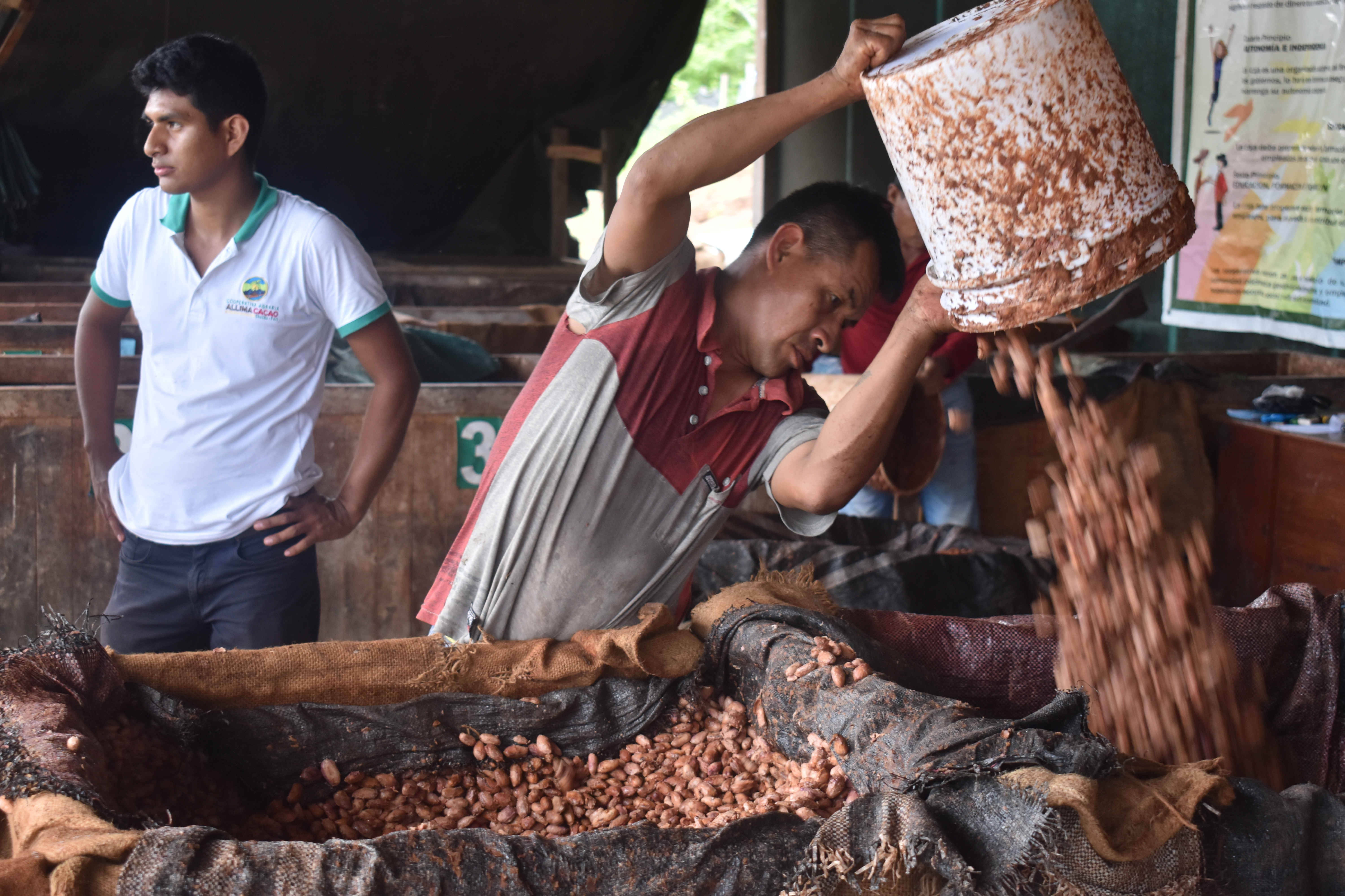 cacao
