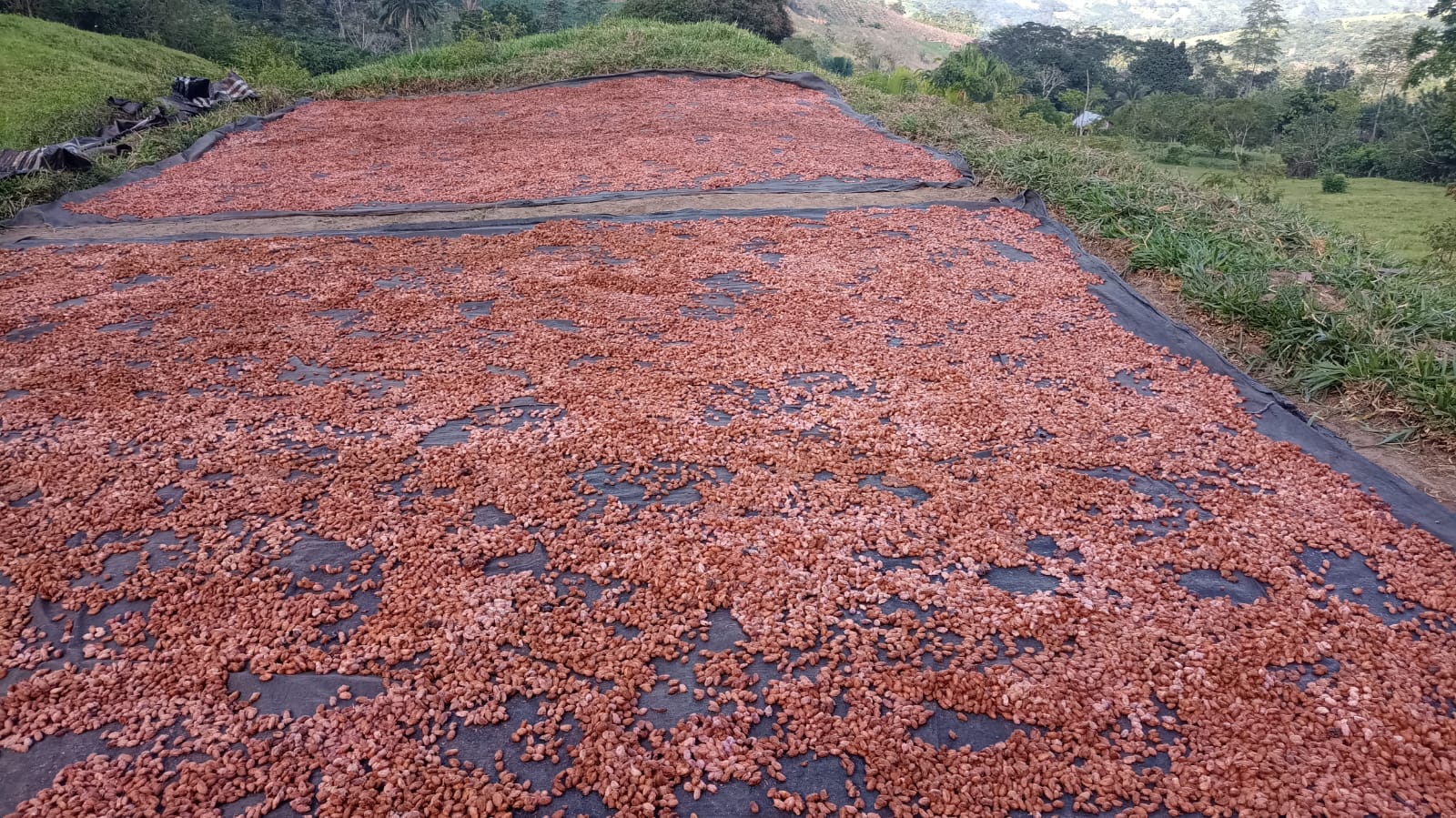 secado cacao