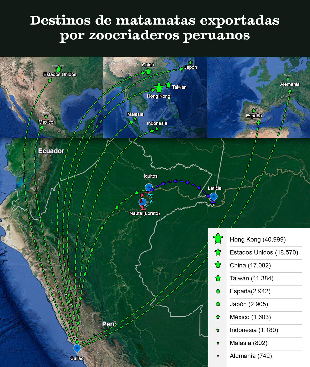 Principales destinos de la tortuga matamata