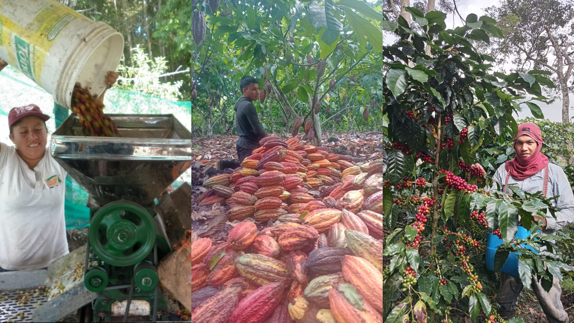 cacao cafe